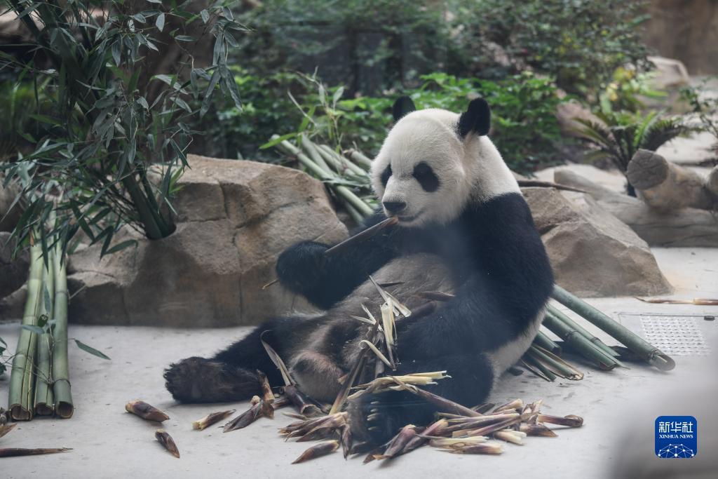 178众发下载